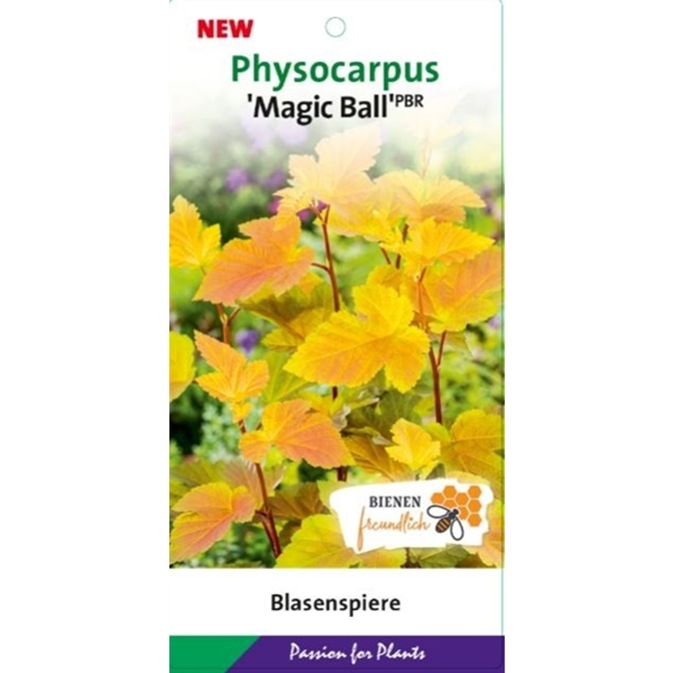 Physocarpus opulif. 'Magic Ball' - C10 60-80 CM